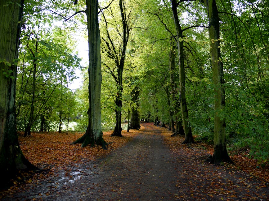 A dirt pathway through a lush, green forest with tall trees on either side, their leaves forming a canopy overhead. The ground is covered in fallen leaves and the path appears damp, reflecting the natural light filtering through the foliage. The scene is peaceful and natural, emphasizing untouched woodland environment, suitable for describing outdoor cleaning and maintenance activities in a forest setting.